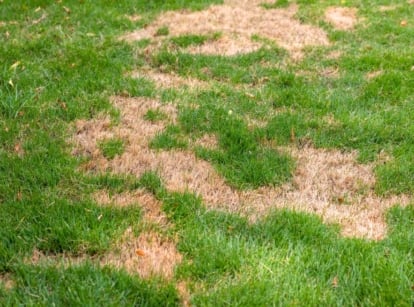 Patches of dry brown grass scattered irregularly among healthy green lawn blades, creating a mottled summer lawn appearance, indicating summer lawn disease.