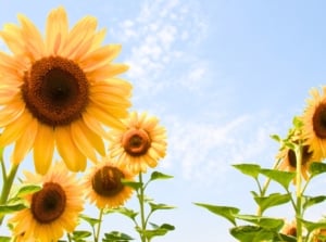 Sunflowers come in a surprising range of colors and flower forms, towering over most other plants