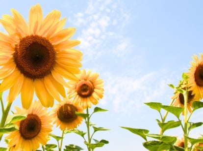Sunflowers come in a surprising range of colors and flower forms, towering over most other plants