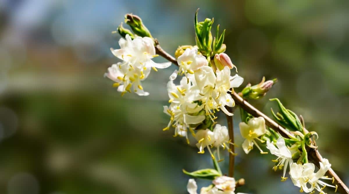 Sweetest Honeysuckle