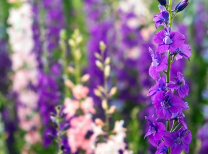 Tall spikes with densely packed flowers in shades of deep purple, bright pink, and lavender.