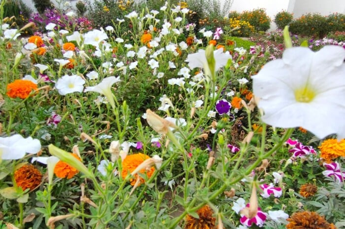 A diverse garden display featuring varied plant sizes, colors, and textures. Small, delicate white flowers contrast with vibrant orange blooms and soft pink blossoms. Lush green leaves provide a verdant backdrop to this lively floral composition.