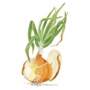 Texas Early Grano Bulb Onion Seeds