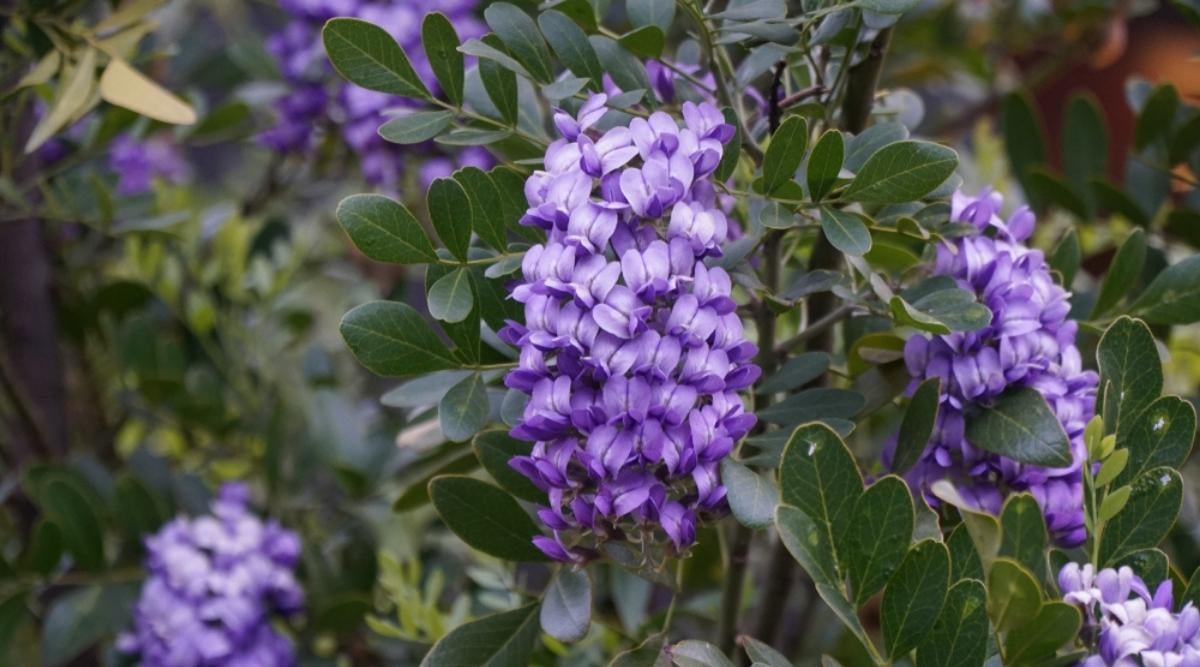 Texas Mountain Laurel