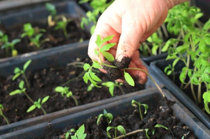 A woman is going to thin out tomato seedlings. Close-up of a woman's hands plucking a young tomato seedling from a black starting tray. A tomato seedling has a thin stem, a pair of cotyledons and a pair of true leaves.