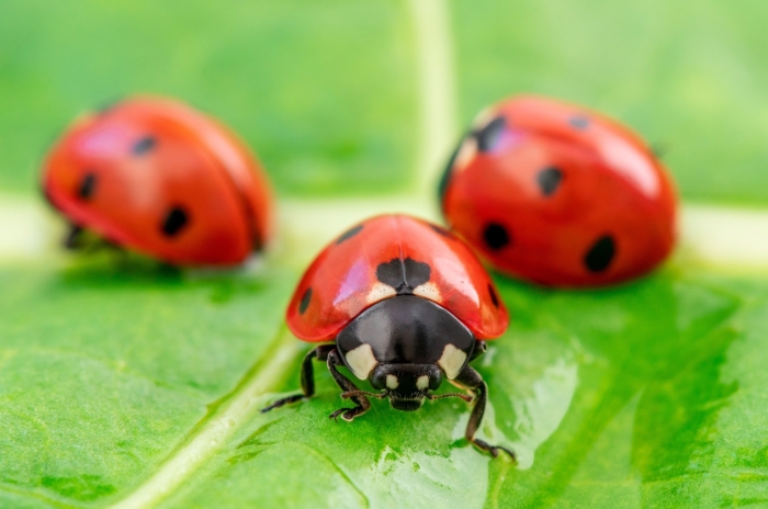 Three vibrant ladybugs, red and black, clustered together on a green leaf, their tiny, delicate bodies contrasting against the verdant backdrop.