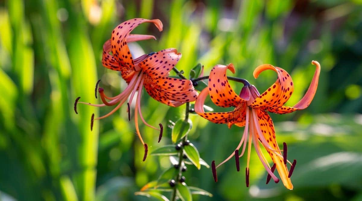 Tiger Lily