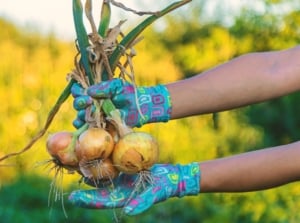Close-up of female hands in bright blue gloves holding a bunch of freshly harvested onions with thin, semi-dry leaves emerging from rounded bulbs wrapped in a thin, brown-orange husk.