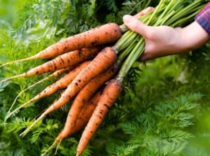 Close up of a gardener's hands holding a bunch of freshly picked carrots with bright orange elongated tapered roots covered in soil residue, with lush green lacy foliage, showing time to harvest carrots.