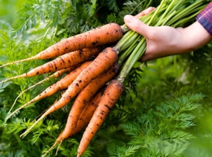 Close up of a gardener's hands holding a bunch of freshly picked carrots with bright orange elongated tapered roots covered in soil residue, with lush green lacy foliage, showing time to harvest carrots.