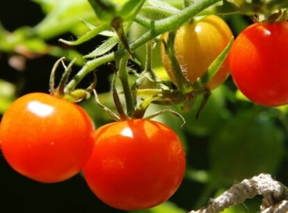Tiny Tim tomatoes are convenient for indoors growing