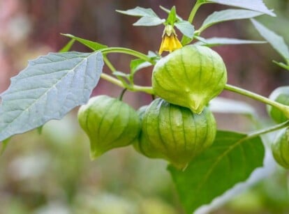 Tomatillo Growing Companion Plants