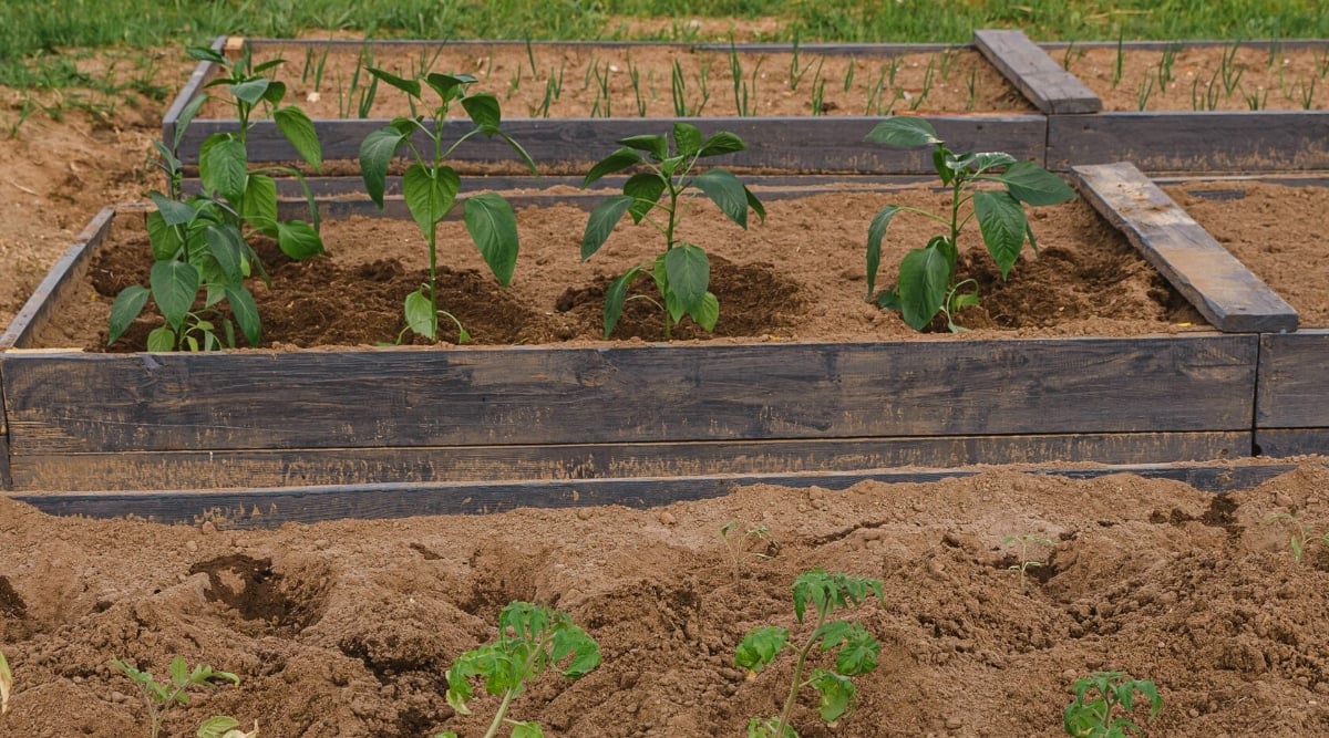 Photo of wooden rectangular cases with brown soil where seedlings are planted in rows. At the background there is some grass. The seedlings have green leaves and stems. The seedlings at the bottom of the image have small leaves while those in the wooden box in the middle of the image have larger leaves and the soil near their roots seems freshly dug.