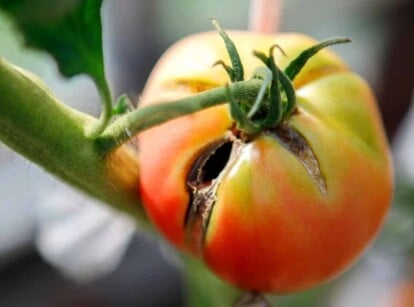 tomato diseases