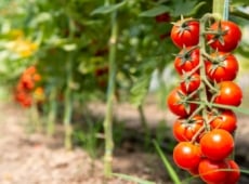 Tomato grow faster. Cherry tomatoes have slender, vining stems adorned with bright green, serrated leaves. These leaves are medium-sized and alternate along the stems. The small, round fruits, bright red, grow in clusters.
