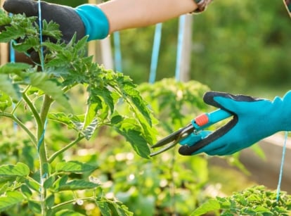 Female gardener in blue and black gloves with blue pruning shears about to prune a tomato plant, avoiding pruning mistakes.