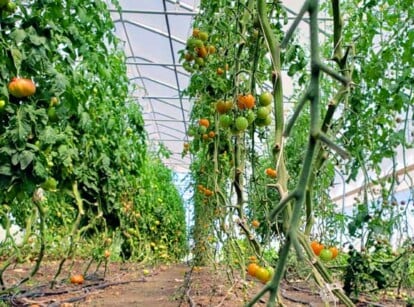 Tomato spacing in a greenhouse