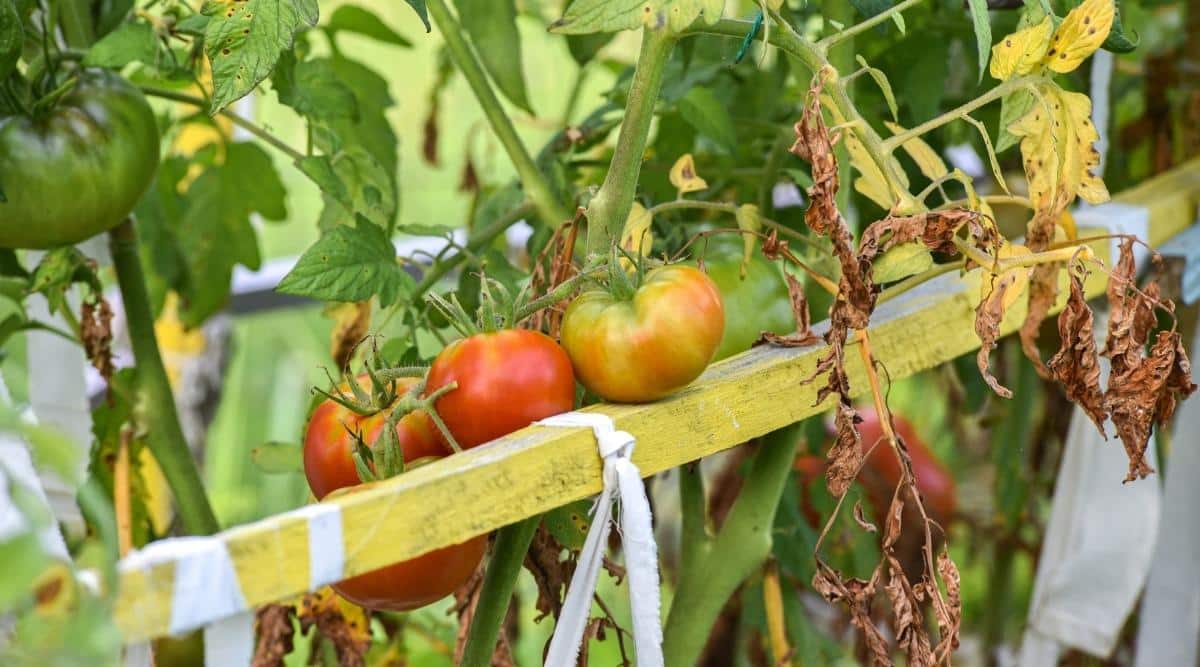 Red Fruits Suffering From a Viral Infection in a Garden