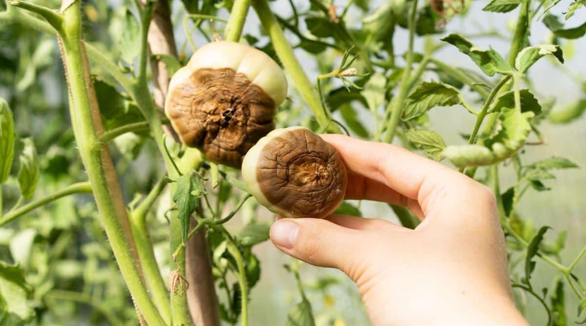 Tomatoes with Brown Dying Bottoms
