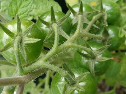 Top of tomato cluster
