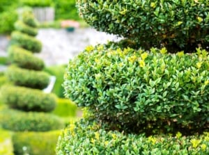 topiary plants. Close-up of Boxwood spiral topiary in a garden against a blurred background. The Boxwood spiral topiary is a meticulously shaped shrub featuring a distinctive spiral pattern meticulously pruned into the dense, glossy green foliage of the Boxwood plant. This versatile evergreen shrub boasts small, glossy leaves tightly clustered on dense branches, presenting a uniform and compact appearance.
