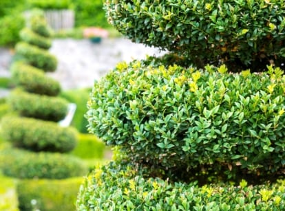 topiary plants. Close-up of Boxwood spiral topiary in a garden against a blurred background. The Boxwood spiral topiary is a meticulously shaped shrub featuring a distinctive spiral pattern meticulously pruned into the dense, glossy green foliage of the Boxwood plant. This versatile evergreen shrub boasts small, glossy leaves tightly clustered on dense branches, presenting a uniform and compact appearance.