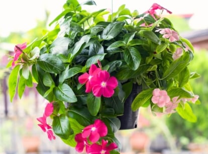 Tough annual Catharanthus roseus blooms in a hanging black container in a sunny garden, producing glossy, dark green, oval-shaped leaves and a profusion of five-petaled pink flowers with contrasting white centers.