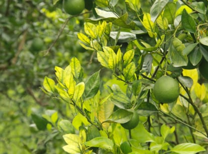 Citrus tree infected with hlb.