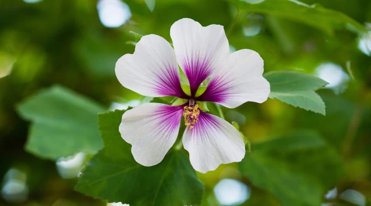 Tree Mallow