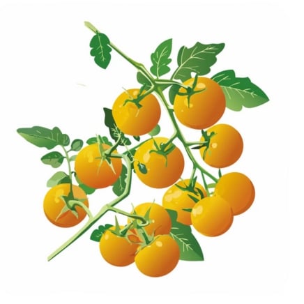 Tropical Sunset Pole Cherry Tomato