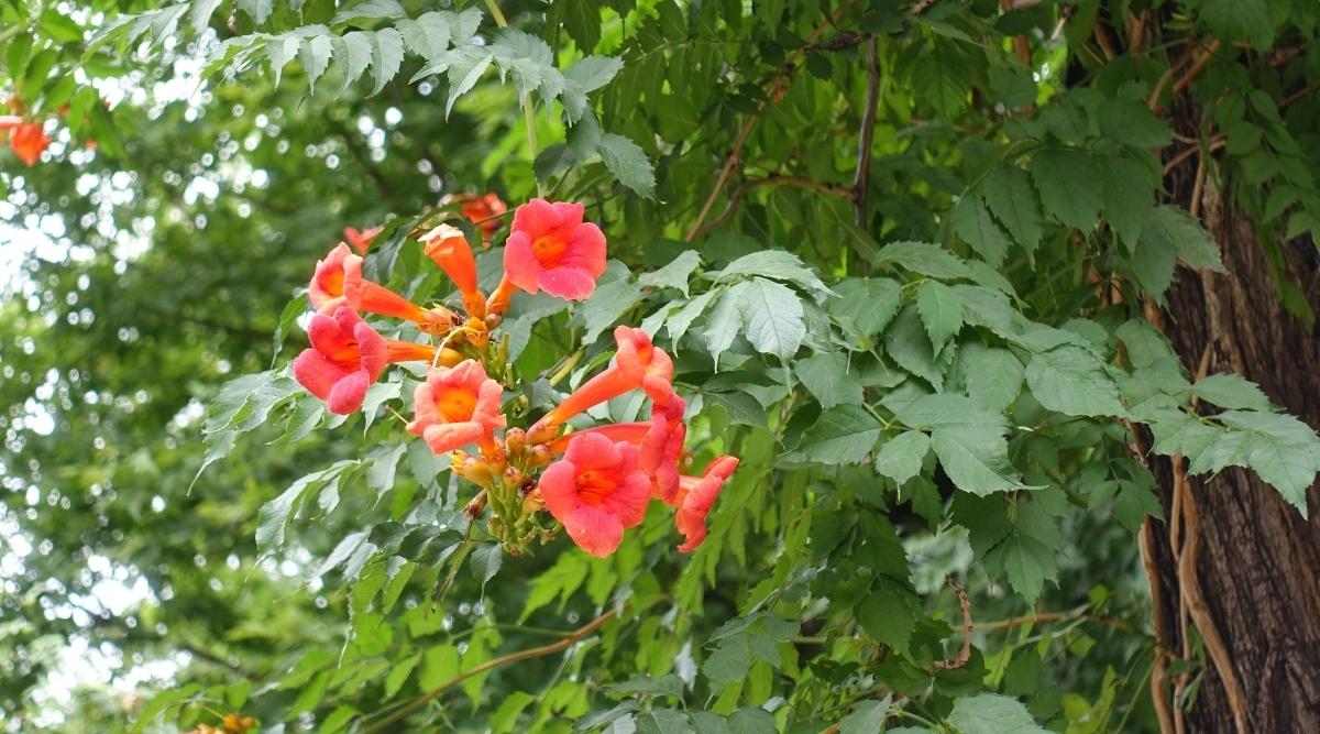 Trumpet Vine