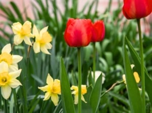 tulip daffodil post bloom. Close-up of blooming daffodils and tulips in a sunny garden. Tulip plants showcase a striking display of vibrant colors and graceful elegance. Their slender, lance-shaped leaves emerge from the base in a tidy cluster, forming a lush green backdrop for the tulip flowers. The flowers are bright red. Daffodil plants present a charming sight with their graceful, strap-like leaves forming neat clumps at the base. Rising from amidst this foliage are sturdy stems crowned with cheerful trumpet-shaped flowers, each boasting a distinctive central trumpet surrounded by six delicate petals. The flowers are bright yellow.