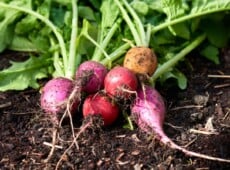 types of radishes