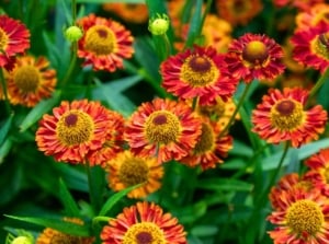 A vibrant field of red, orange, and yellow daisy-like flowers with textured golden-brown centers and green foliage, showcasing underrated pollinator plants.
