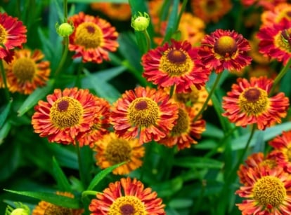 A vibrant field of red, orange, and yellow daisy-like flowers with textured golden-brown centers and green foliage, showcasing underrated pollinator plants.
