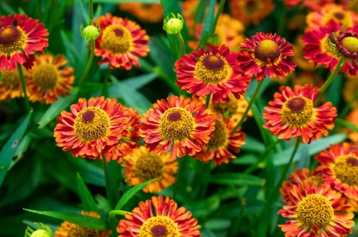 A vibrant field of red, orange, and yellow daisy-like flowers with textured golden-brown centers and green foliage, showcasing underrated pollinator plants.