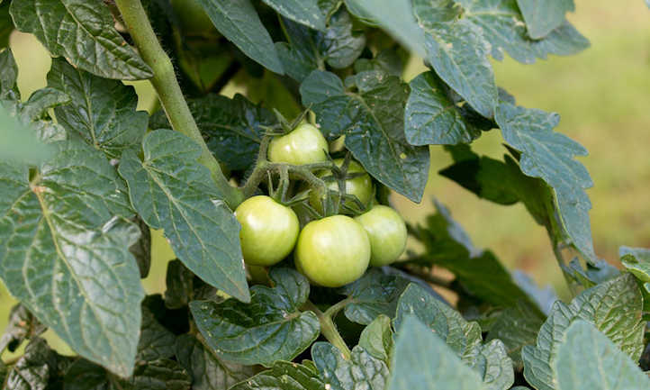 Unripe cherry tomatoes