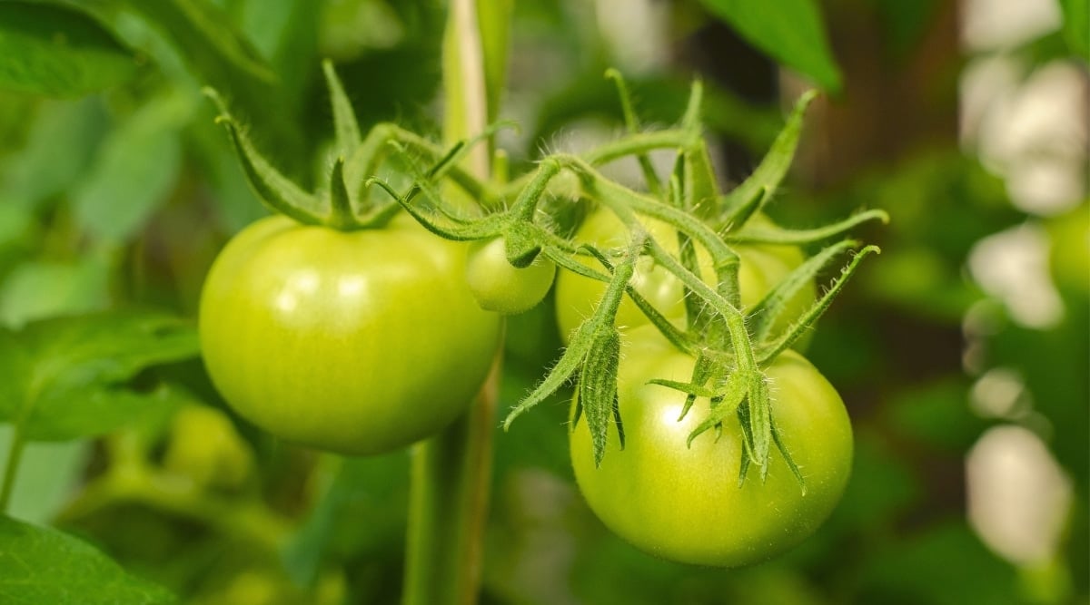 A small bunch of unripe fruits hanging from their stems. The background is blurry with green leaves. There are three big green fruits and one very small one.