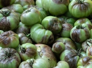 Clusters of green tomatoes with round, dark brown and black lesions on their surfaces, some starting to rot, surrounded by green, glossy leaves with some wilted edges.
