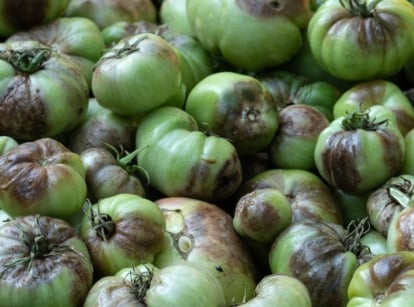 Clusters of green tomatoes with round, dark brown and black lesions on their surfaces, some starting to rot, surrounded by green, glossy leaves with some wilted edges.