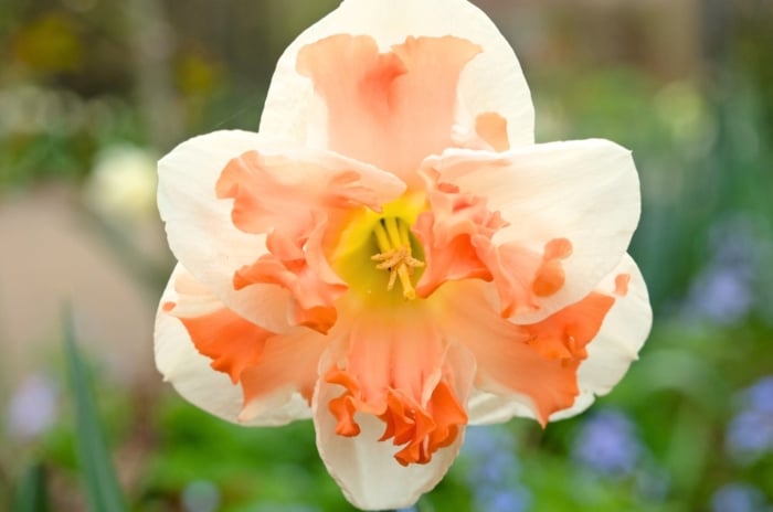 The Daffodil ‘Vanilla Peach Butterfly’ showcases creamy white petals surrounding a ruffled, peachy-pink trumpet against a blurred background.