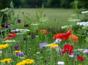 Various vibrant wildflowers, including red, yellow, and purple blooms, rise gracefully on slender stems against a green meadow backdrop.