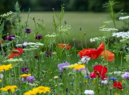 Various vibrant wildflowers, including red, yellow, and purple blooms, rise gracefully on slender stems against a green meadow backdrop.
