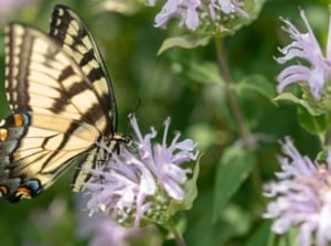 Many flowers of showy plants for bees butterflies, serving as the flower's pollinators