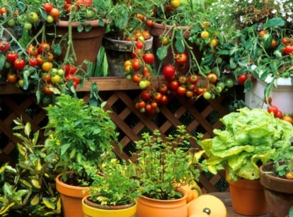 Various pots and containers overflow with vibrant vegetable combinations—containers filled with tomatoes, lettuce, mint, parsley, and other herbs and greens growing in rich soil.
