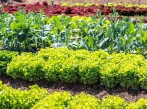 Assorted leafy greens arranged neatly, illuminated by the sun's warm rays, creating a vibrant display of colors and textures in a garden.