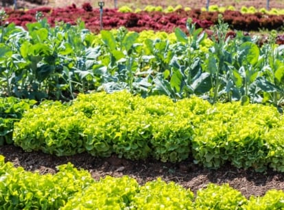 Assorted leafy greens arranged neatly, illuminated by the sun's warm rays, creating a vibrant display of colors and textures in a garden.