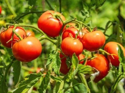 Green, sturdy stems support bright green, jagged leaves, with round, red fruits ripening against the backdrop of dense foliage, making it a great choice for vegetable seeds March planting.
