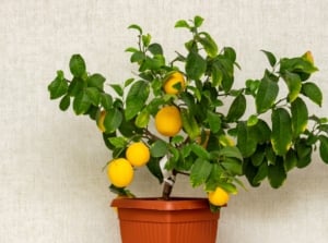 A lush, green plant with bright yellow fruit hanging amidst glossy, healthy leaves in a simple orange container.