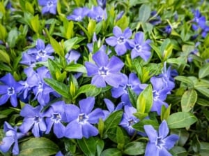 It features smooth, evergreen leaves with delicate, star-like blue or purple blooms that create a captivating display against the rich green backdrop.